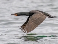 Double-crested Cormorant  - JUNE 18 2022 - Seal Island NWR  - Knox County - Maine