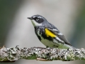 Yellow-rumped Warbler (Myrtle) - JUNE 14 2022 - Bangor City Forest - Penobscot County - Maine