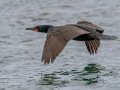 Double-crested Cormorant  - JUNE 18 2022 - Seal Island NWR  - Knox County - Maine