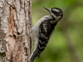 Downy Woodpecker- JUNE 16 2022 - Camden Hills SP - Knox County - Maine