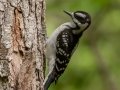 Downy Woodpecker- JUNE 16 2022 - Camden Hills SP - Knox County - Maine