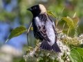 Northern Bobolink - JUNE 5 2022 - Viles Arboretum - Kennebec County - Maine