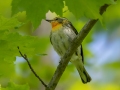 Blackburnian Warbler - JUNE 14 2022 - Bangor City Forest - Penobscot County - Maine