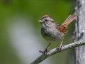 Swamp Sparrow - JUNE 10 2022 - Turkey Lane - Ellsworth US-ME - Hancock County - Maine