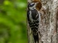 Downy Woodpecker- JUNE 16 2022 - Camden Hills SP - Knox County - Maine