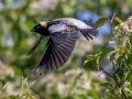 Northern Bobolink - JUNE 5 2022 - Viles Arboretum - Kennebec County - Maine