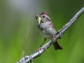 Swamp Sparrow - JUNE 10 2022 - Turkey Lane - Ellsworth US-ME - Hancock County - Maine