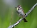 Swamp Sparrow - JUNE 10 2022 - Turkey Lane - Ellsworth US-ME - Hancock County - Maine