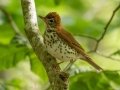 Wood Thrush - JUNE 16 2022 - Camden Hills SP - Knox County - Maine
