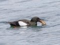 Black Guillemot- JUNE 18 2022 - Seal Island NWR  - Knox County - Maine