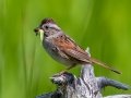 Swamp Sparrow - JUNE 10 2022 - Turkey Lane - Ellsworth US-ME - Hancock County - Maine