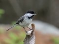 Black-capped Chickadee - JUNE 16 2022 - Camden Hills SP - Knox County - Maine