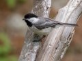 Black-capped Chickadee - JUNE 16 2022 - Camden Hills SP - Knox County - Maine