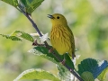 Yellow Warbler - JUNE 14 2022 - Bangor City Forest - Penobscot County - Maine