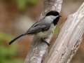 Black-capped Chickadee - JUNE 16 2022 - Camden Hills SP - Knox County - Maine