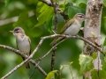 Red-eyed Vireos - JUNE 10 2022 - Turkey Lane - Ellsworth US-ME - Hancock County - Maine