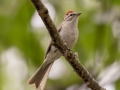 Chipping Sparrow - JUNE 16 2022 - Camden Hills SP - Knox County - Maine