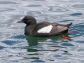 Black Guillemot- JUNE 18 2022 - Seal Island NWR  - Knox County - Maine