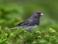 Dark-eyed Junco - JUNE 16 2022 - Camden Hills SP - Knox County - Maine