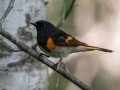 American Redstart- JUNE 11 2022 - Acadia NP - Great Meadow - Hancock County - Maine