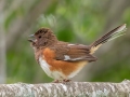 Eastern Towhee (female) - JUNE 19 2022 - Beech Hill Preserve - Rockport CMLT - Knox County - Maine