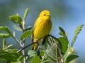Yellow Warbler - JUNE 14 2022 - Bangor City Forest - Penobscot County - Maine
