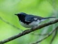 Black-throated Blue Warbler - JUNE 16 2022 - Camden Hills SP - Knox County - Maine