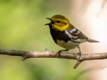 Black-throated Green Warbler - JUNE 11 2022 - Acadia NP - Great Meadow - Hancock County - Maine