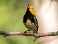 Black-throated Green Warbler - JUNE 11 2022 - Acadia NP - Great Meadow - Hancock County - Maine