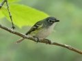 Blue-headed Vireo - JUNE 16 2022 - Camden Hills SP - Knox County - Maine