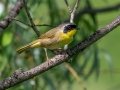 Common Yellowthroat - JUNE 5 2022 - Viles Arboretum - Kennebec County - Maine