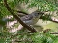 Pine Warbler - JUNE 16 2022 - Camden Hills SP - Knox County - Maine