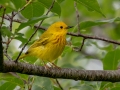 Yellow Warbler - JUNE 19 2022 - Beech Hill Preserve - Rockport CMLT - Knox County - Maine