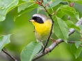 Common Yellowthroat - JUNE 19 2022 - Beech Hill Preserve - Rockport CMLT - Knox County - Maine
