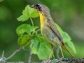Common Yellowthroat - JUNE 5 2022 - Viles Arboretum - Kennebec County - Maine