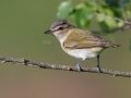 Red-eyed Vireo - JUNE 11 2022 - Acadia NP - Great Meadow - Hancock County - Maine