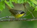 Common Yellowthroat - JUNE 5 2022 - Viles Arboretum - Kennebec County - Maine
