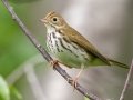 Ovenbird - JUNE 19 2022 - Beech Hill Preserve - Rockport CMLT - Knox County - Maine