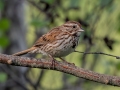 Song Sparrow - JUNE 11 2022 - Acadia NP - Great Meadow - Hancock County - Maine