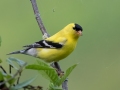 American Goldfinch - JUNE 11 2022 - Acadia NP - Great Meadow - Hancock County - Maine