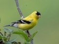 American Goldfinch - JUNE 11 2022 - Acadia NP - Great Meadow - Hancock County - Maine