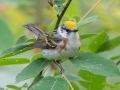 Chestnut-sided Warbler - JUNE 19 2022 - Beech Hill Preserve - Rockport CMLT - Knox County - Maine