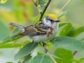 Chestnut-sided Warbler - JUNE 19 2022 - Beech Hill Preserve - Rockport CMLT - Knox County - Maine