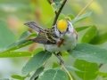 Chestnut-sided Warbler - JUNE 19 2022 - Beech Hill Preserve - Rockport CMLT - Knox County - Maine