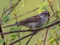 Chipping Sparrow - JUNE 11 2022 - Acadia NP - Great Meadow - Hancock County - Maine