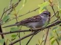 Chipping Sparrow - JUNE 11 2022 - Acadia NP - Great Meadow - Hancock County - Maine
