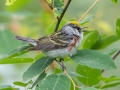 Chestnut-sided Warbler - JUNE 19 2022 - Beech Hill Preserve - Rockport CMLT - Knox County - Maine
