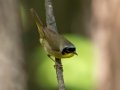 Common Yellowthroat - JUNE 16 2022 - Camden Hills SP - Knox County - Maine