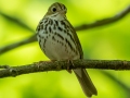 Ovenbird - JUNE 5 2022 - Viles Arboretum - Kennebec County - Maine