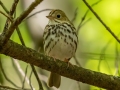 Ovenbird - JUNE 5 2022 - Viles Arboretum - Kennebec County - Maine